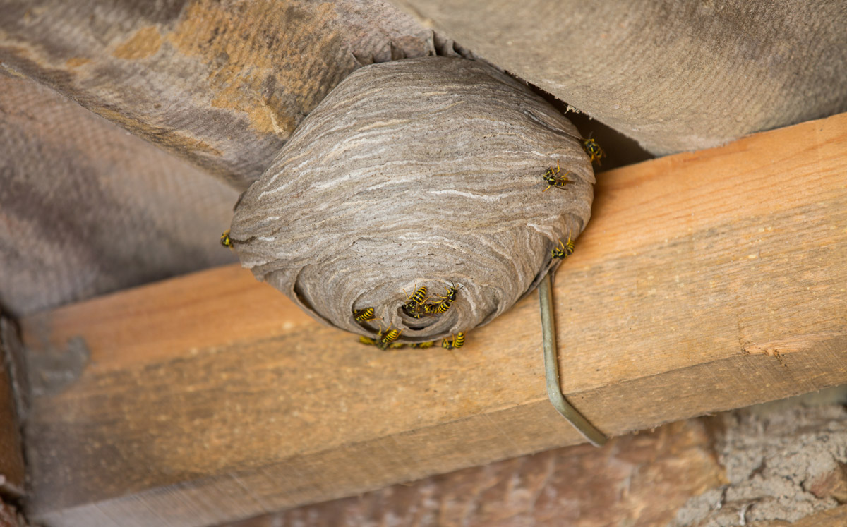 Comprehensive Guide to Wasp Control and Safety Tips