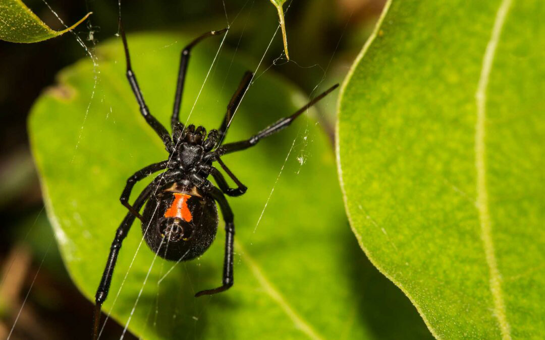 Dangerous Spiders in BC