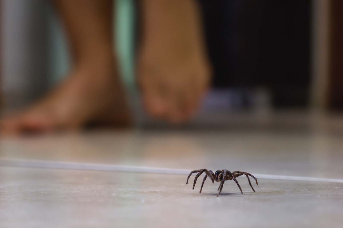 Dealing With Spiders: Control Methods That Actually Work