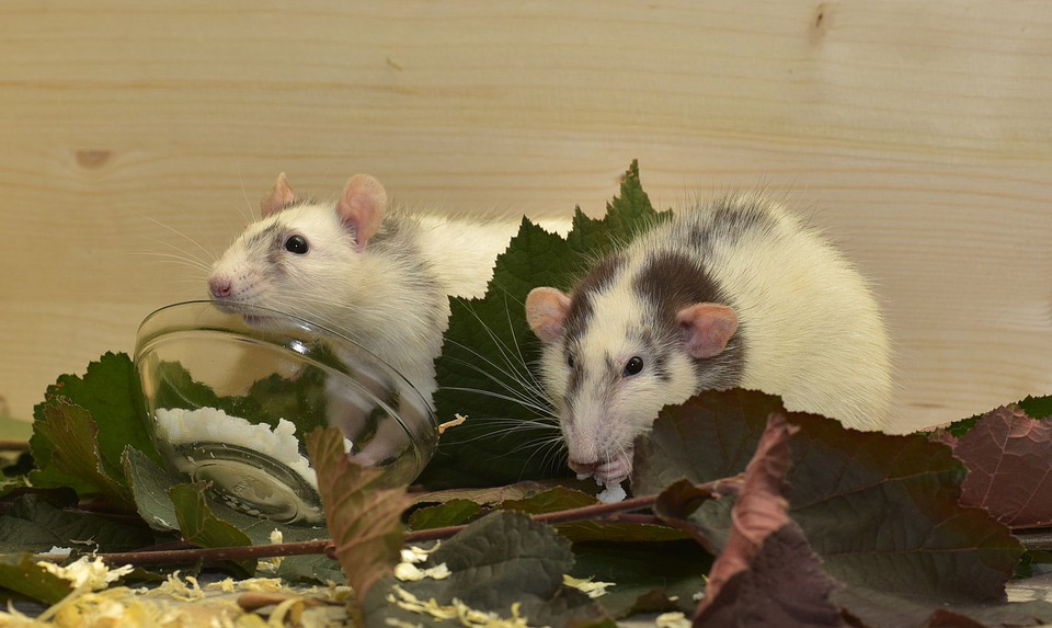 Pest Control Science Time: Ectoparasites and Pathogens Associated With Rats