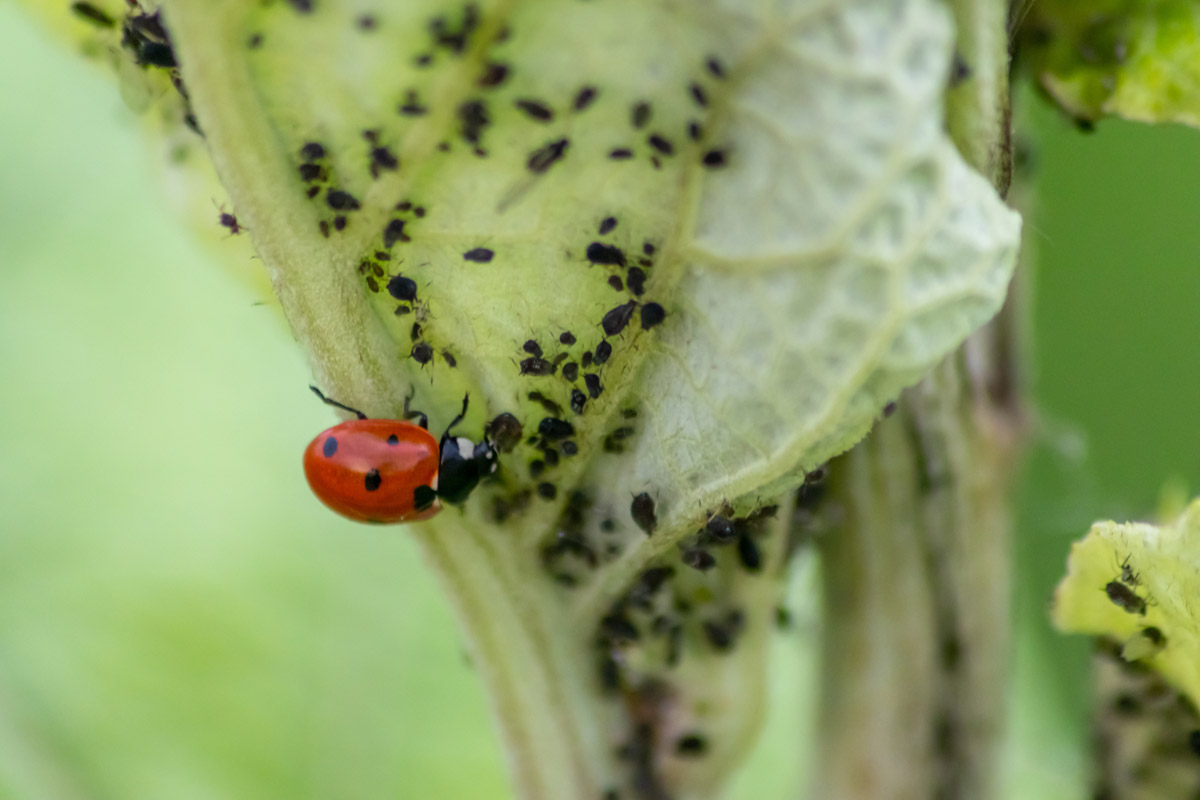 What Is Biological Pest Control And Why You Should Use It