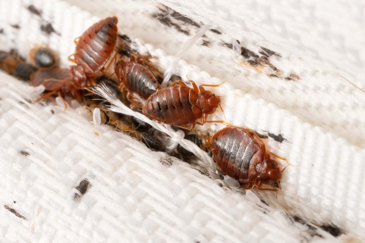 What are the Health Risks Associated with Common Pests in the Lower Mainland of BC?