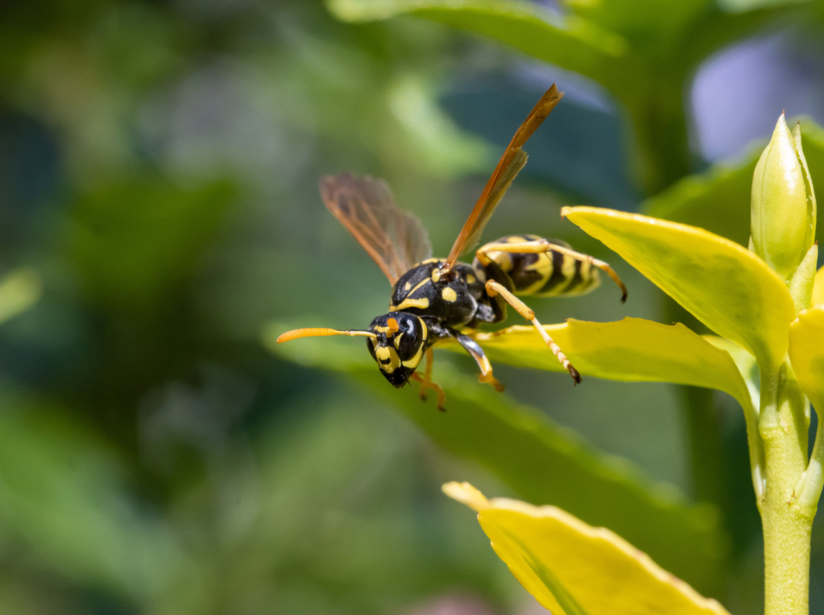 What to know about wasp stings