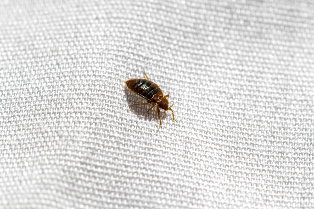 Why Is It So Hard to Get Rid of Bedbugs? 