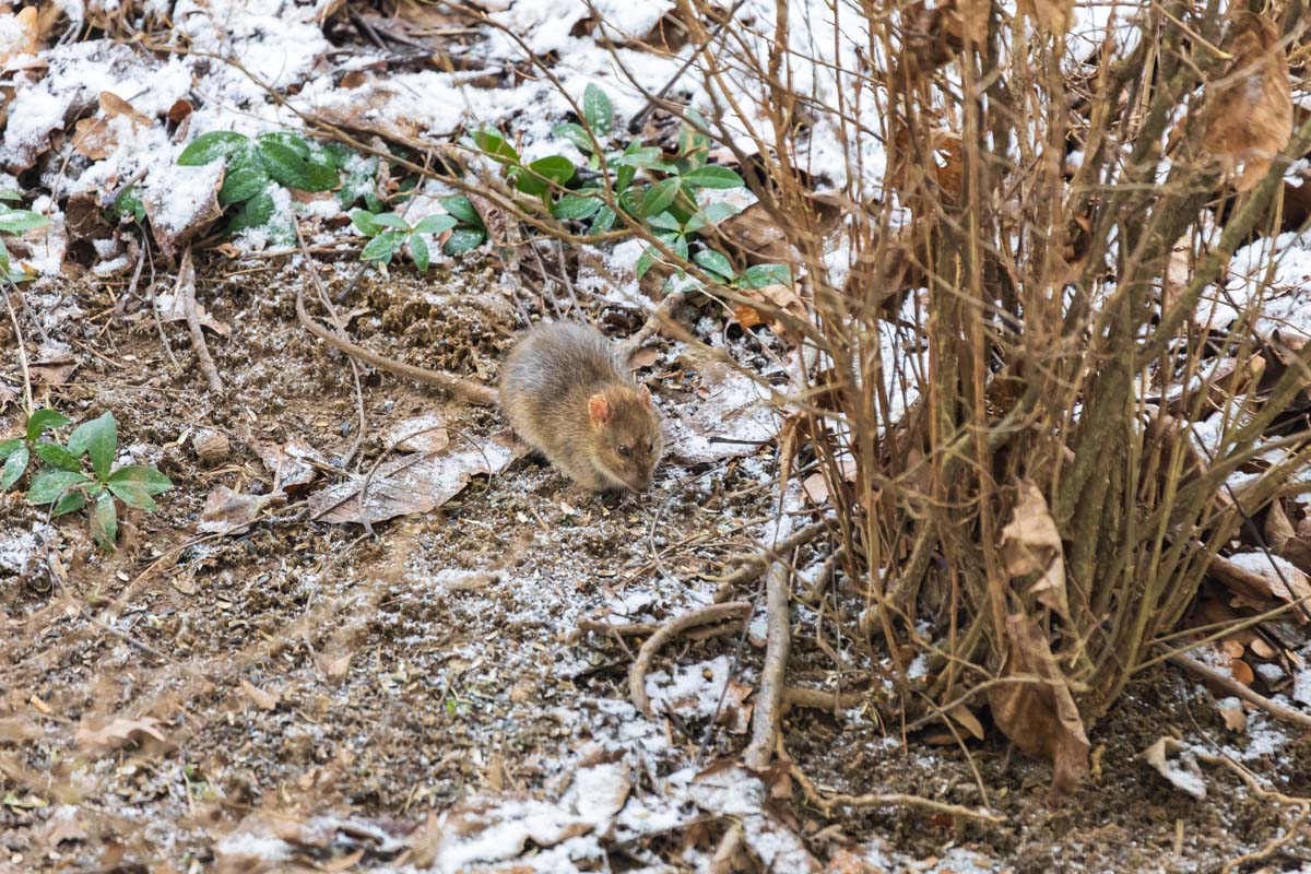 Winter Pest Myths: What’s Actually True About Pests in Cold Weather?
