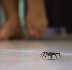 Dealing With Spiders: Control Methods That Actually Work