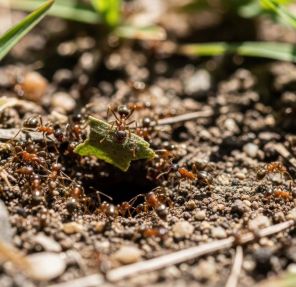 Preparing Your Yard for a Pest-Free Spring and Summer