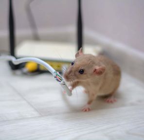 Spring Structural Damage: Hidden Signs Left Behind by Winter Rodents