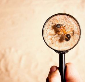The Importance of Regular Pest Inspections for Metro Vancouver Properties