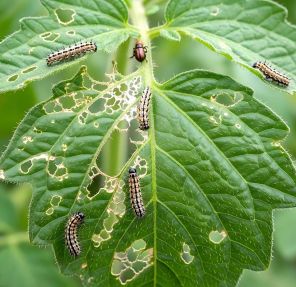 What Pests Thrive in Spring and How Can You Prevent an Infestation?