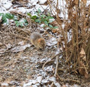 Winter Pest Myths: What’s Actually True About Pests in Cold Weather?