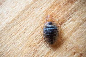 Gilpins Bed Bugs Control