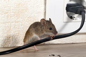 Mice Control Gilpins