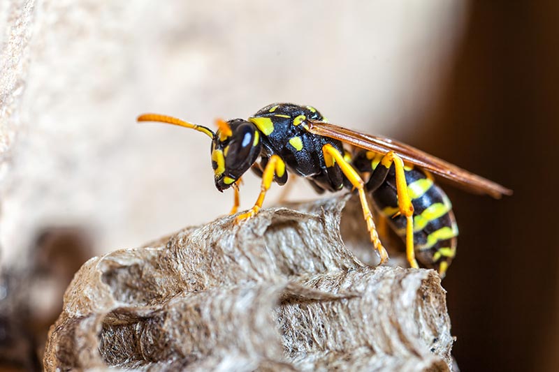 Wasp Example